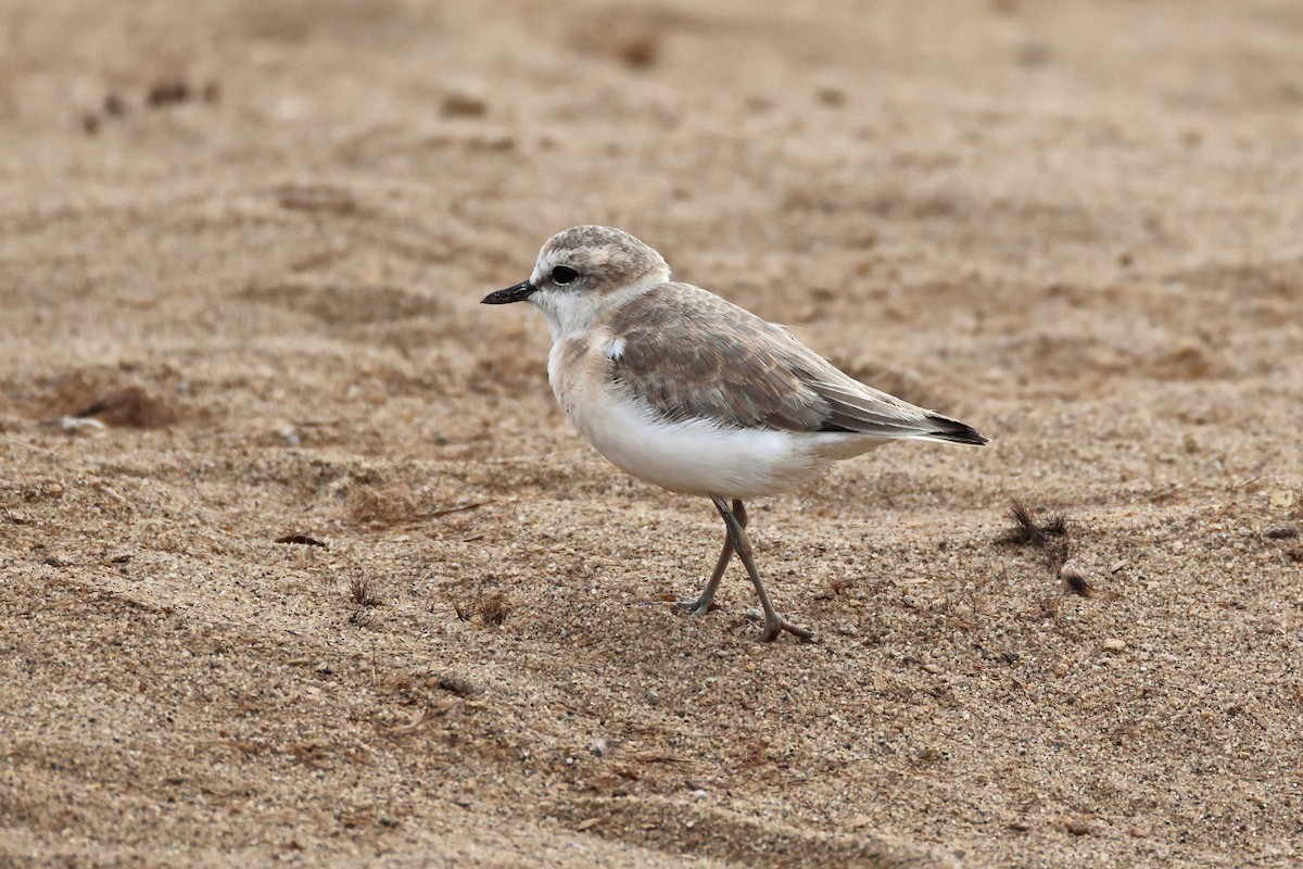 Белолобый зуёк - ML646577408