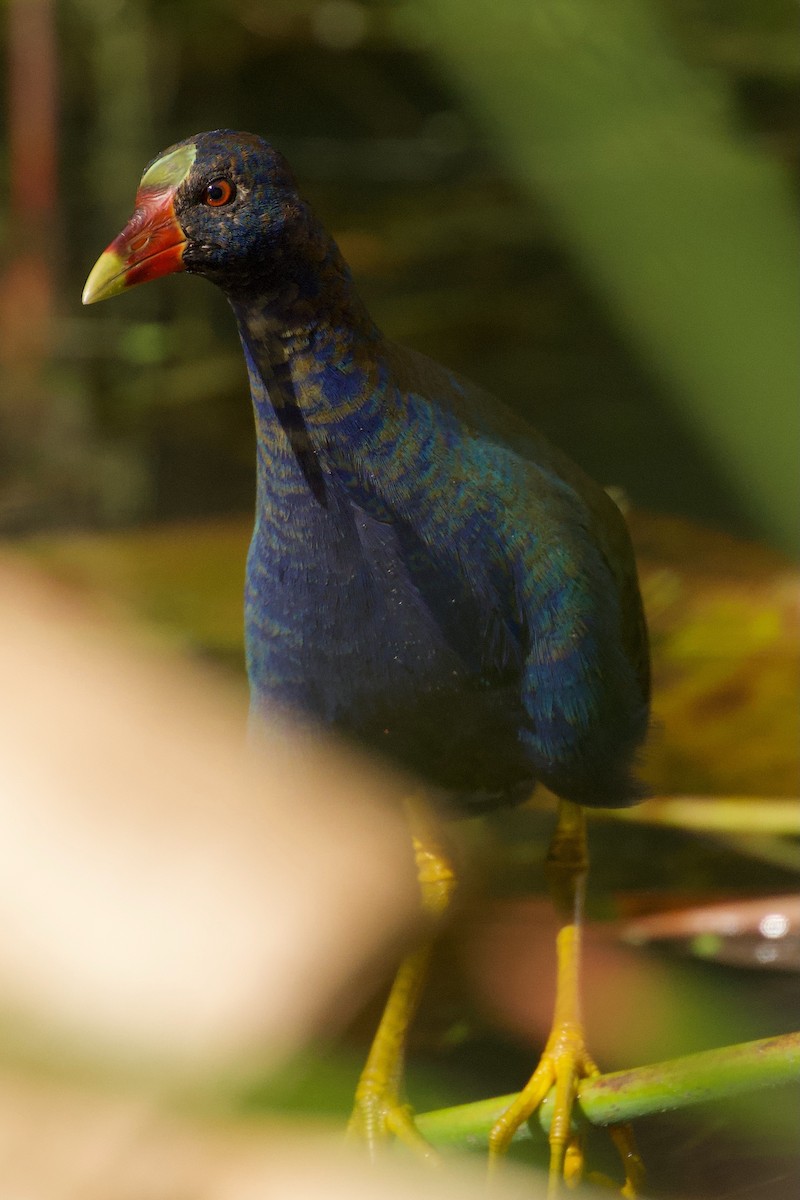 Purple Gallinule - ML646577409