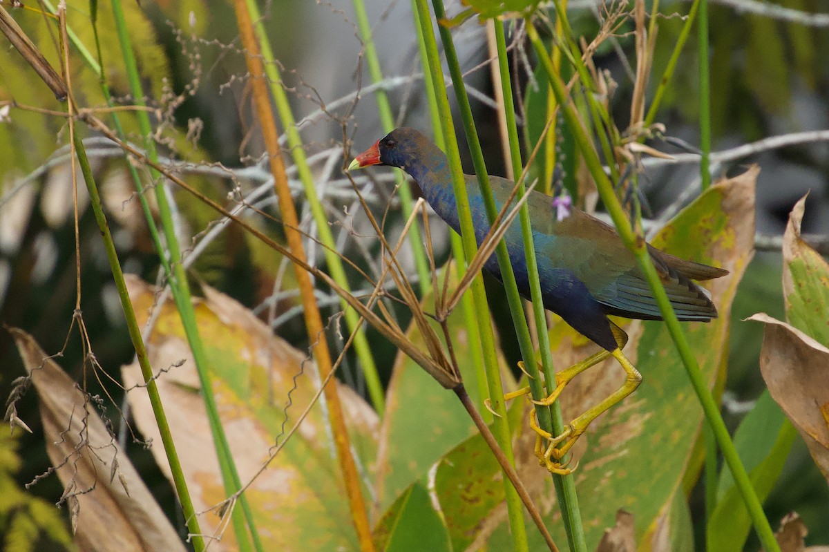 Purple Gallinule - ML646577410