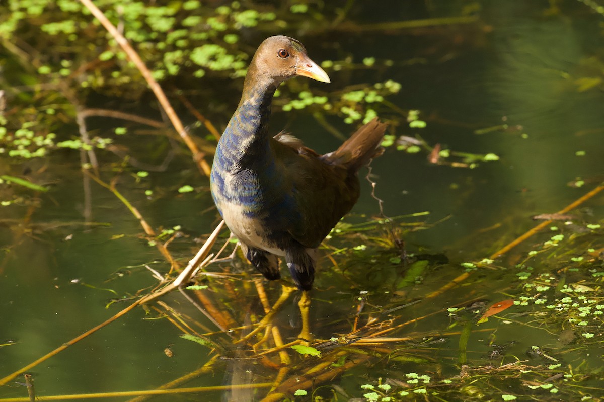 Purple Gallinule - ML646577411