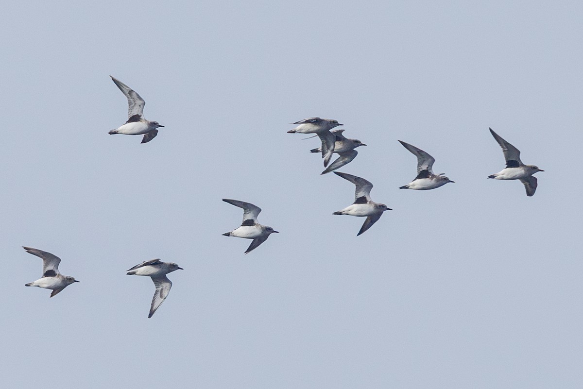 Тулес - ML646577413