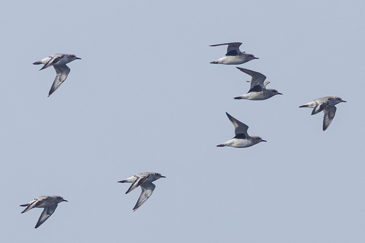 Тулес - ML646577414