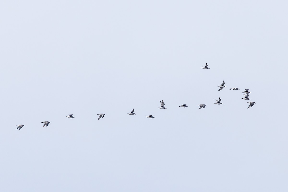 Тулес - ML646577415