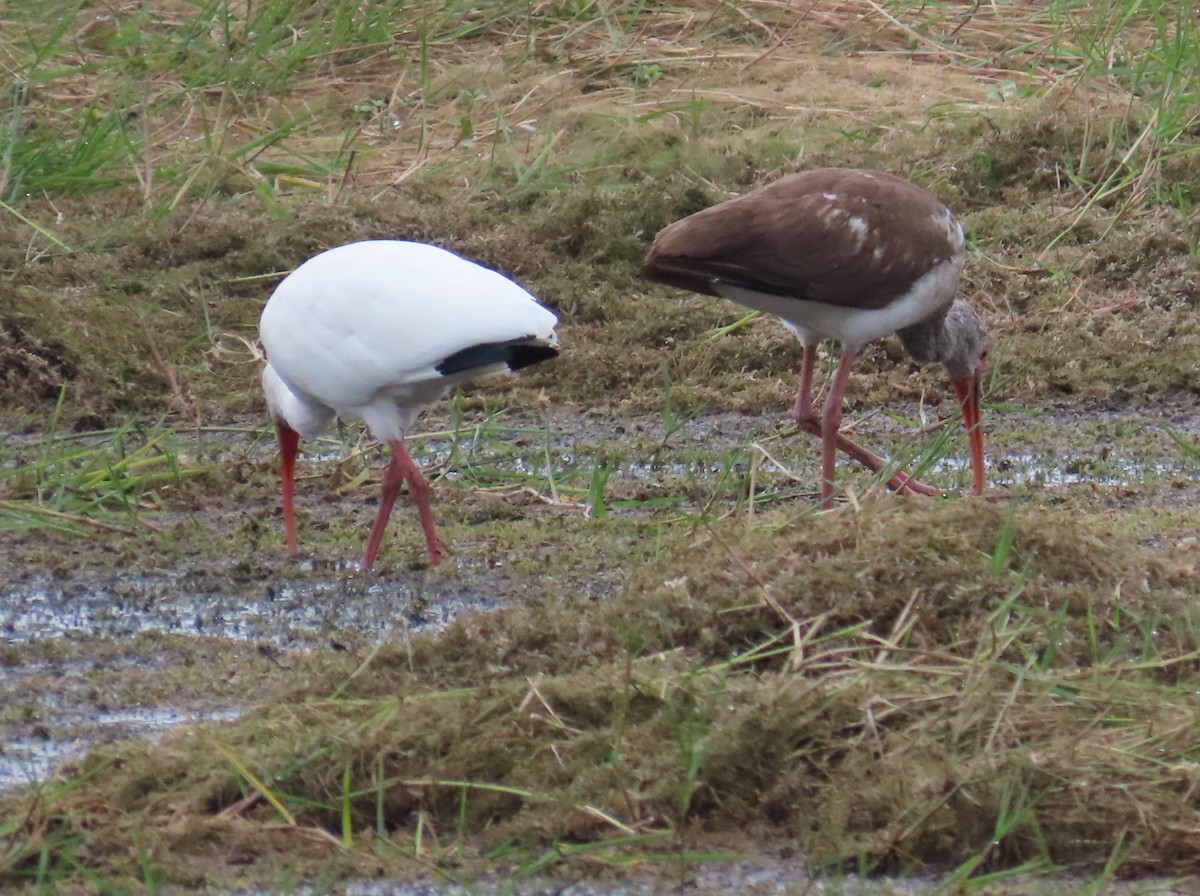 White Ibis - ML646577416