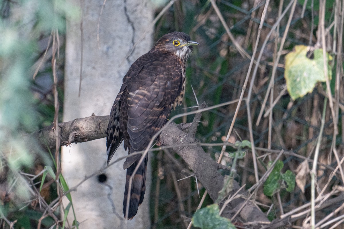 Large Hawk-Cuckoo - ML646577417