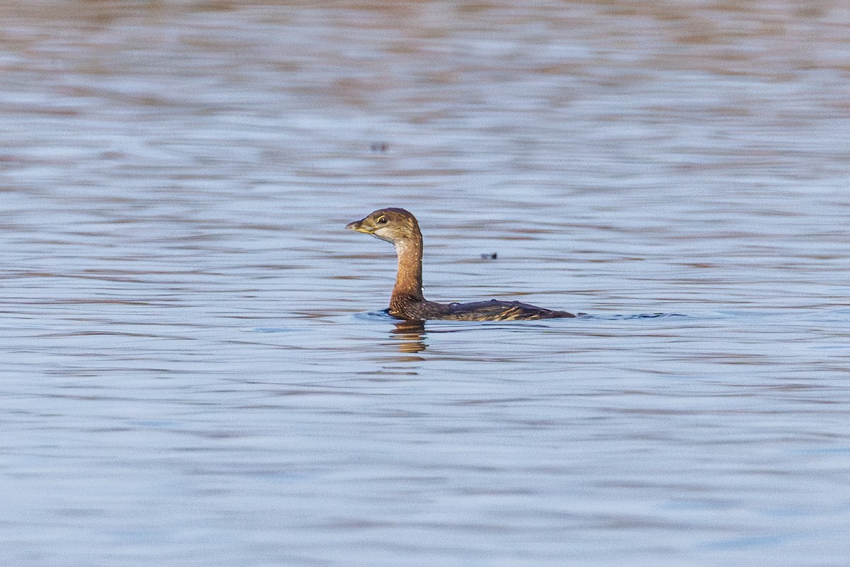 Пестроклювая поганка - ML646577420