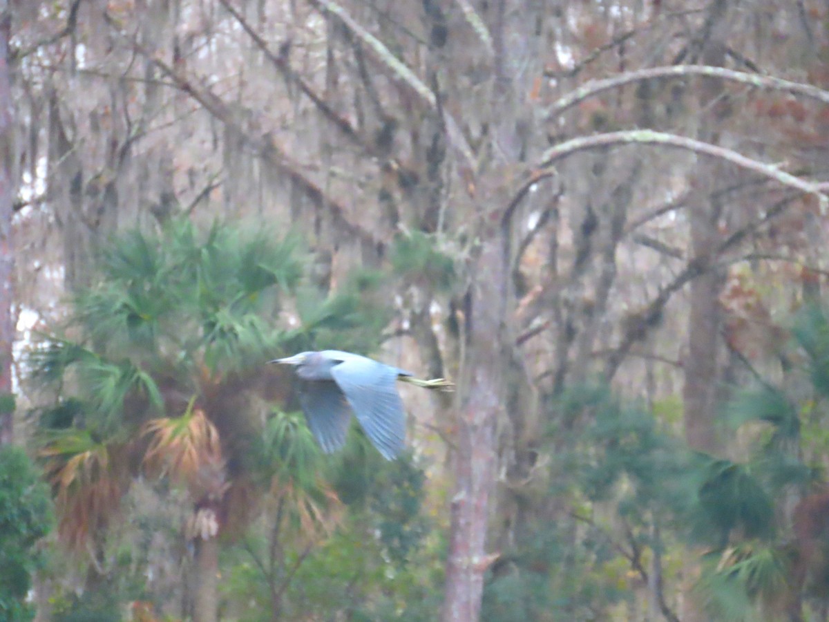 Little Blue Heron - ML646577444