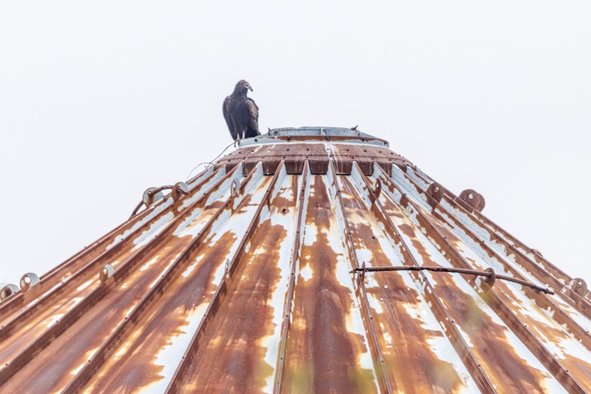 Urubu à tête rouge - ML646577446