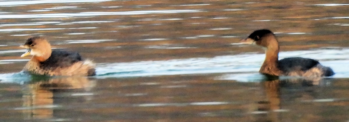 potápka americká - ML646577449