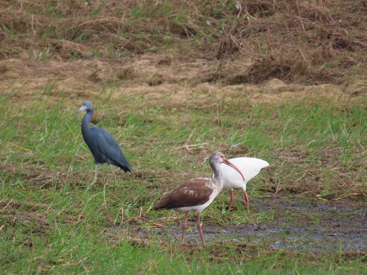 Little Blue Heron - ML646577453