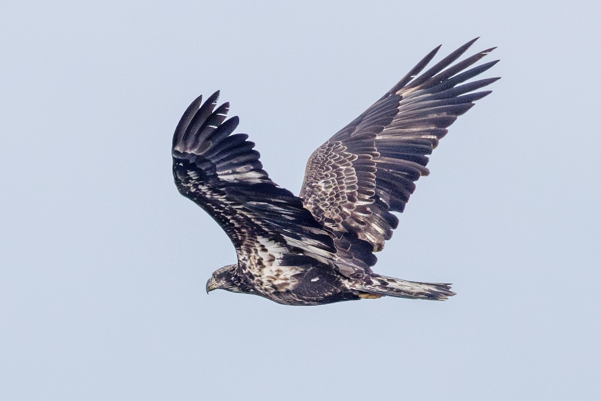 Pygargue à tête blanche - ML646577454