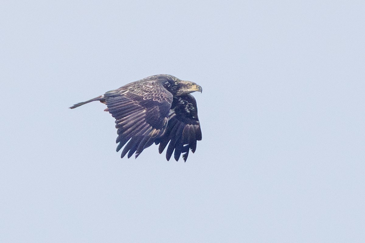 Pygargue à tête blanche - ML646577455