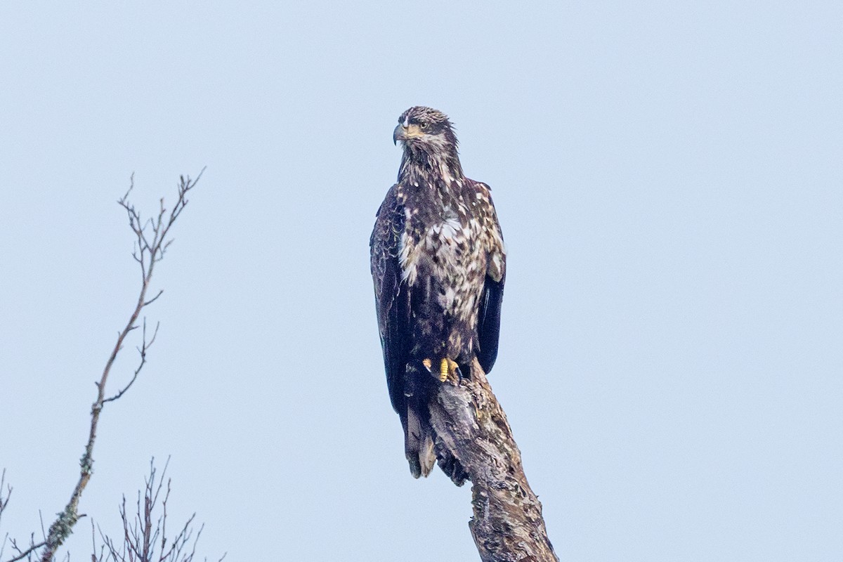 Pygargue à tête blanche - ML646577457