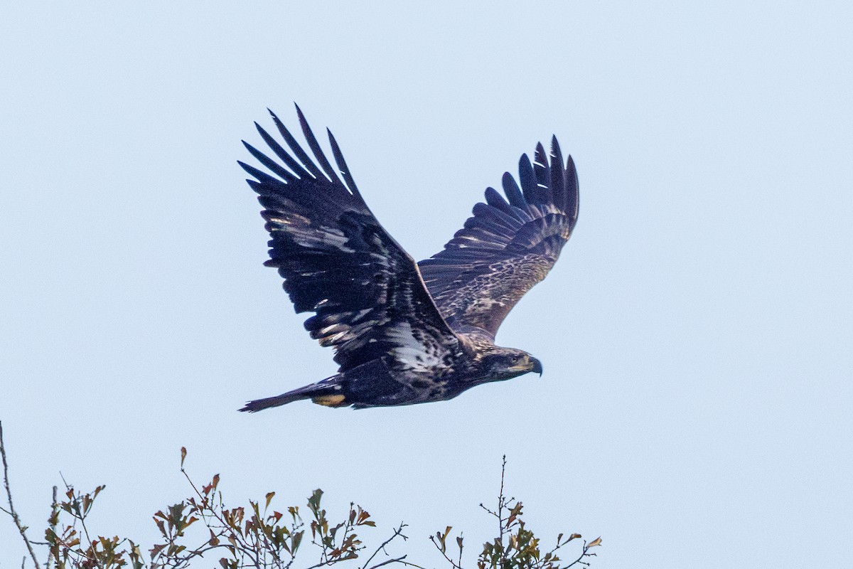 Pygargue à tête blanche - ML646577460