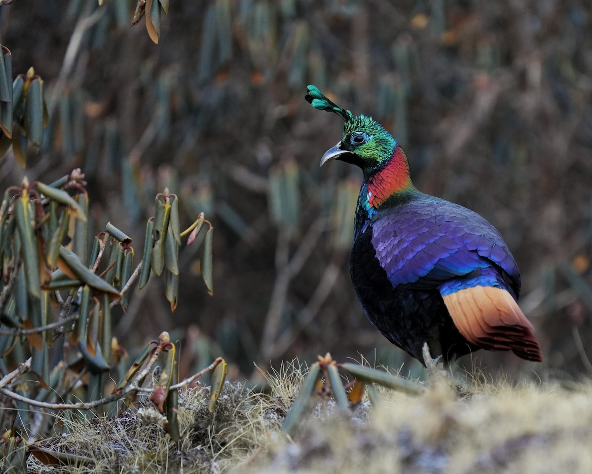 Himalaya Monalı - ML646577474