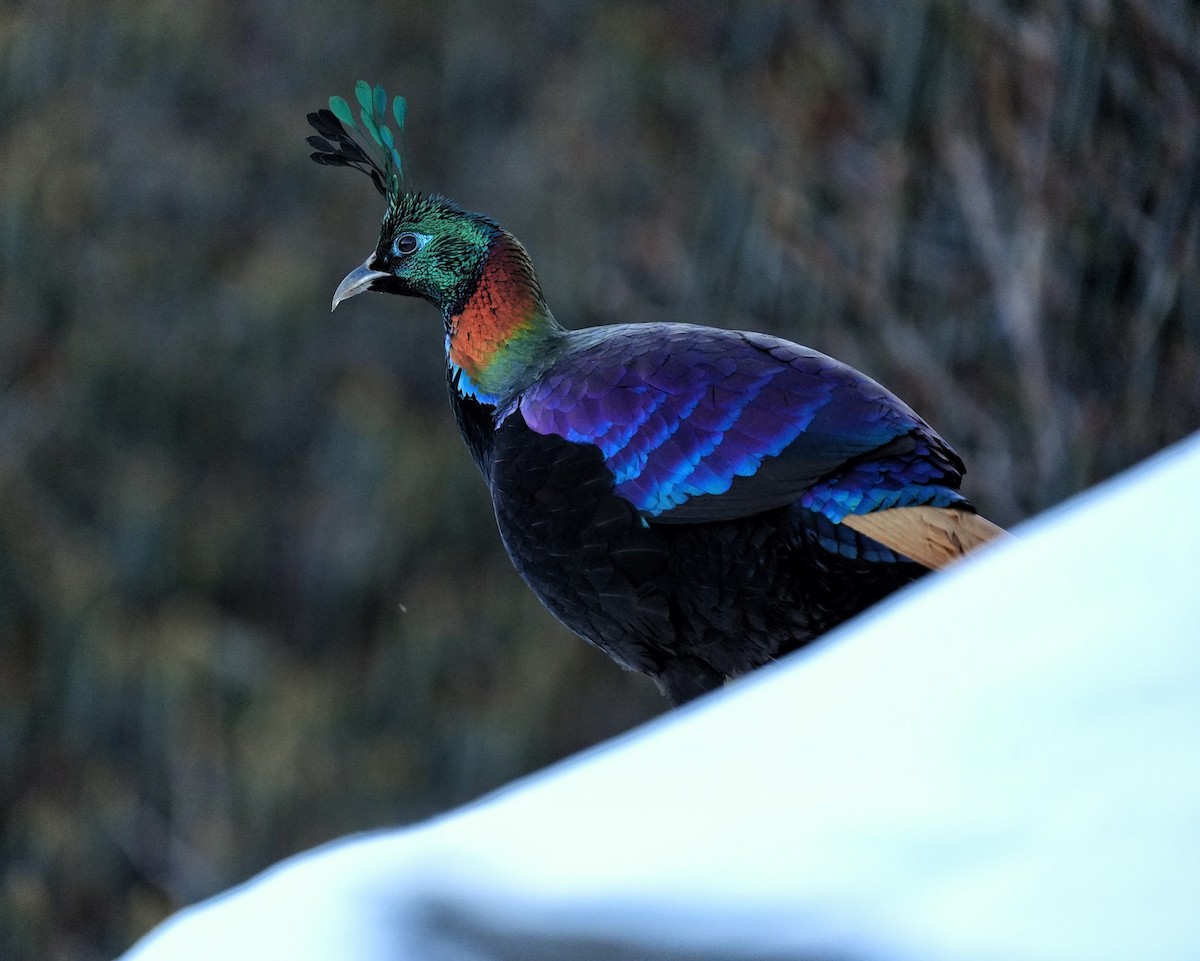 Himalaya Monalı - ML646577475