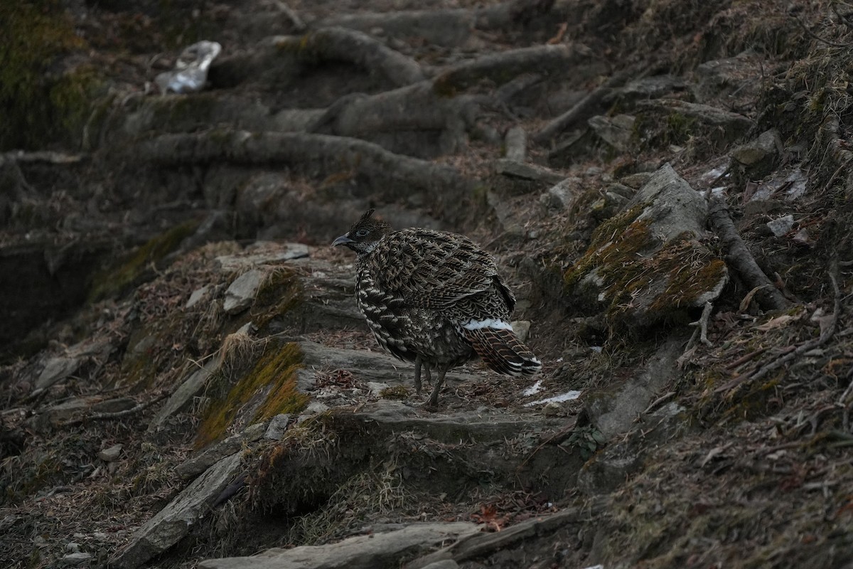 Himalaya Monalı - ML646577476