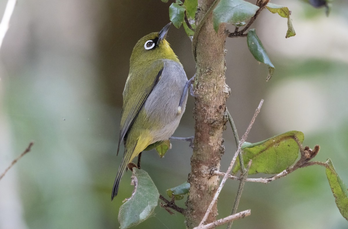 Cape White-eye - ML646577477