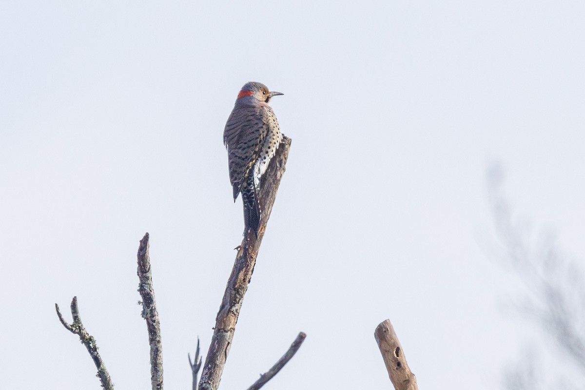 Шилоклювый дятел - ML646577478