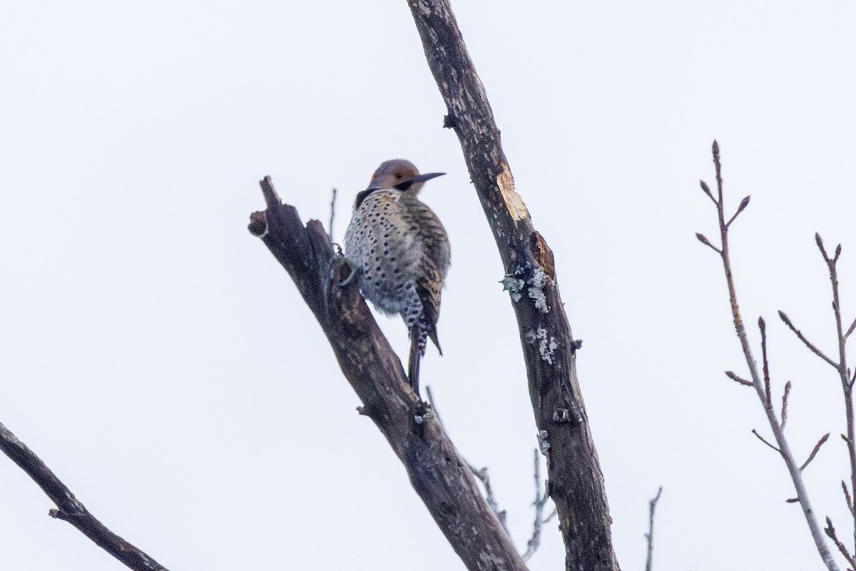 Шилоклювый дятел - ML646577479