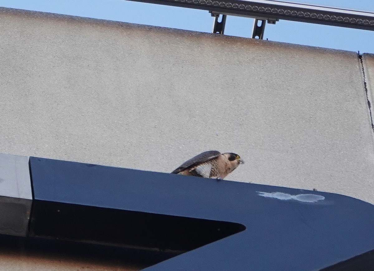 Peregrine Falcon - ML646577483