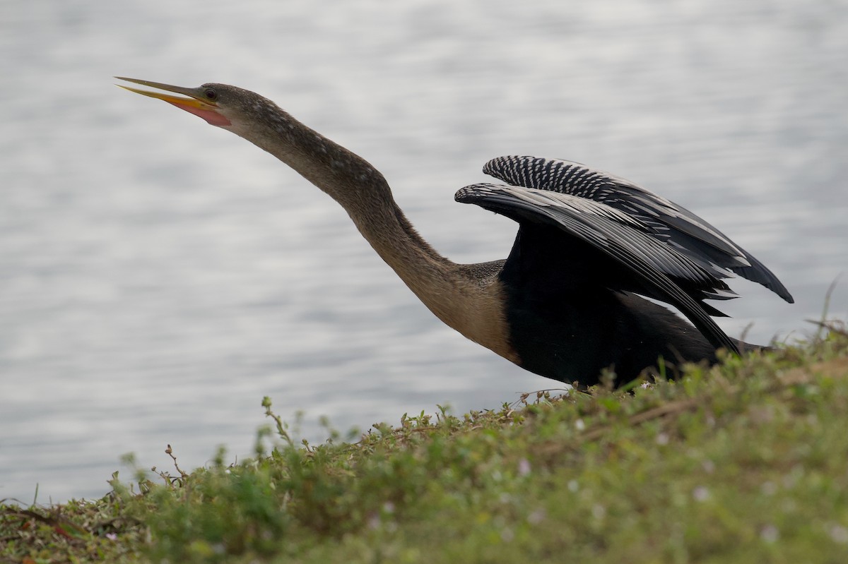 Anhinga - ML646577484