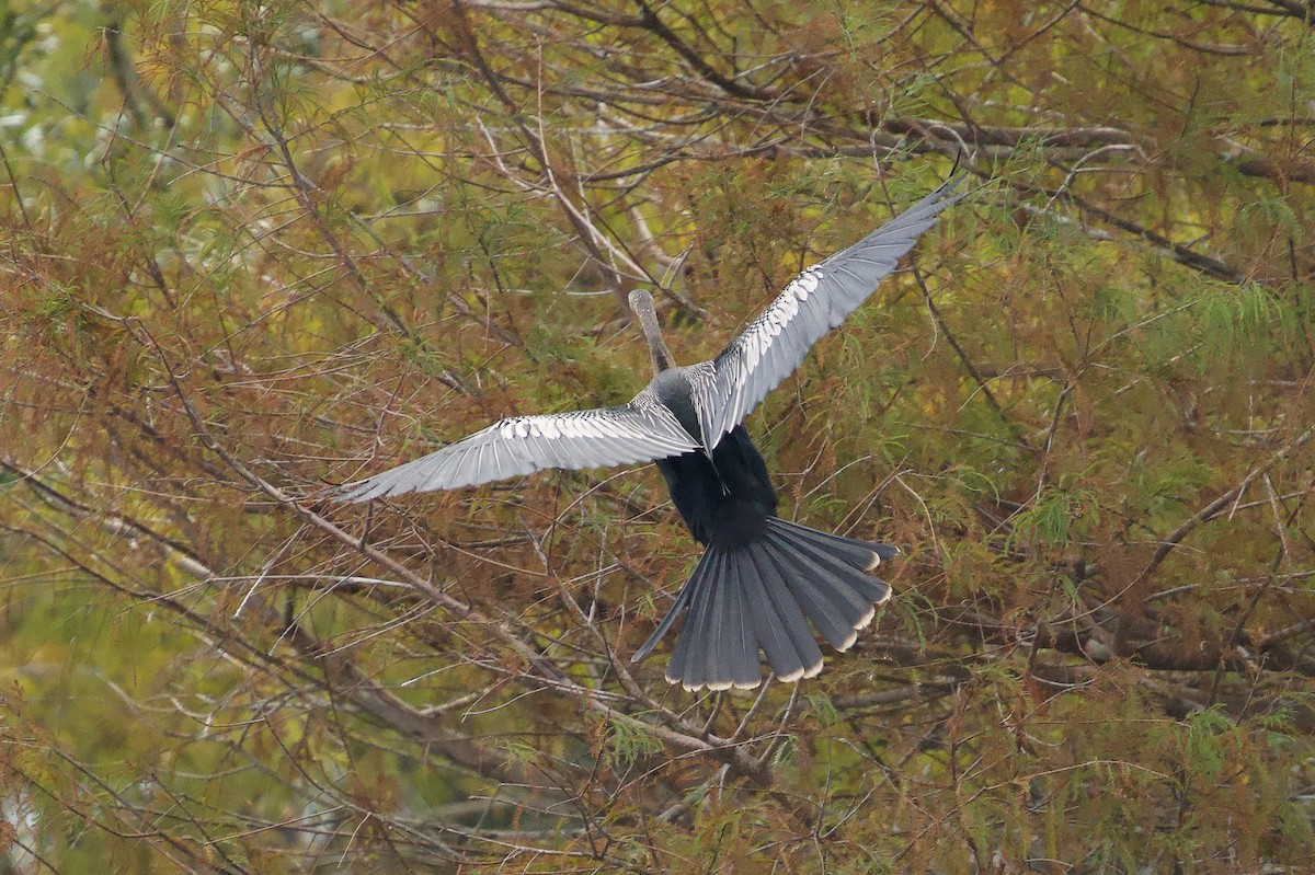 Anhinga - ML646577485