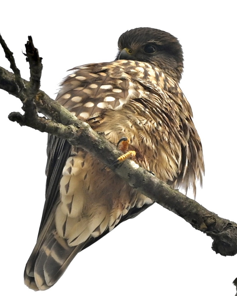 dřemlík tundrový - ML646577486