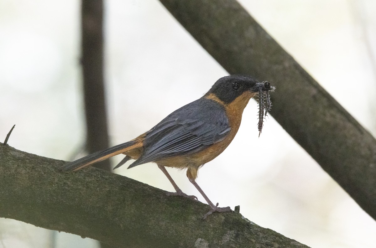 Chorister Robin-Chat - ML646577487