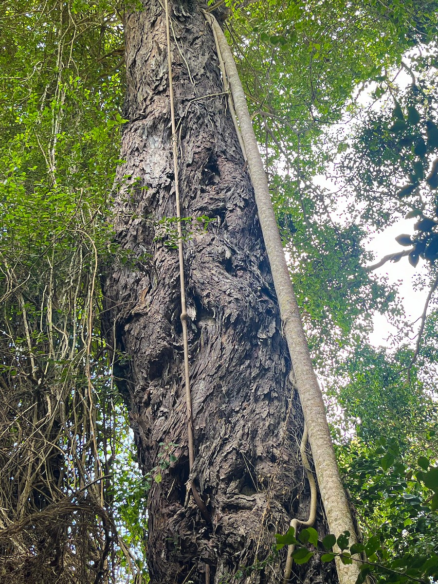 Chorister Robin-Chat - ML646577488