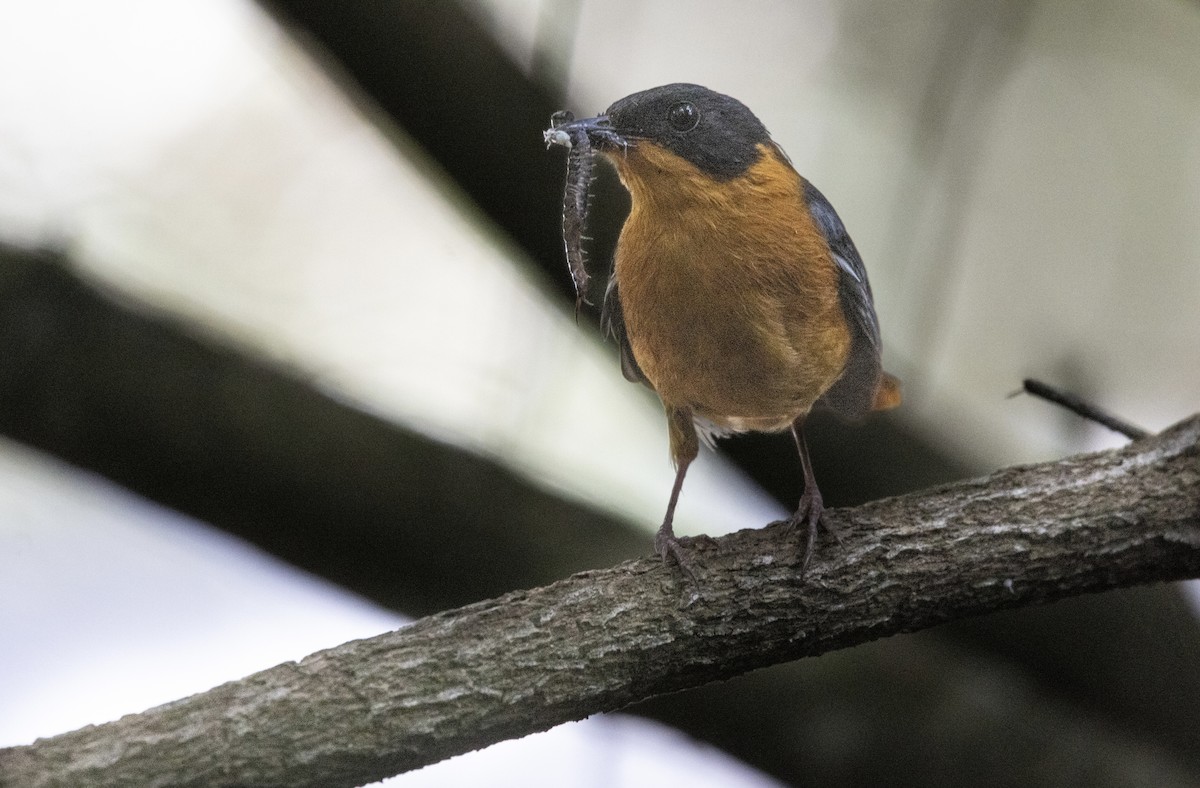 Chorister Robin-Chat - ML646577489