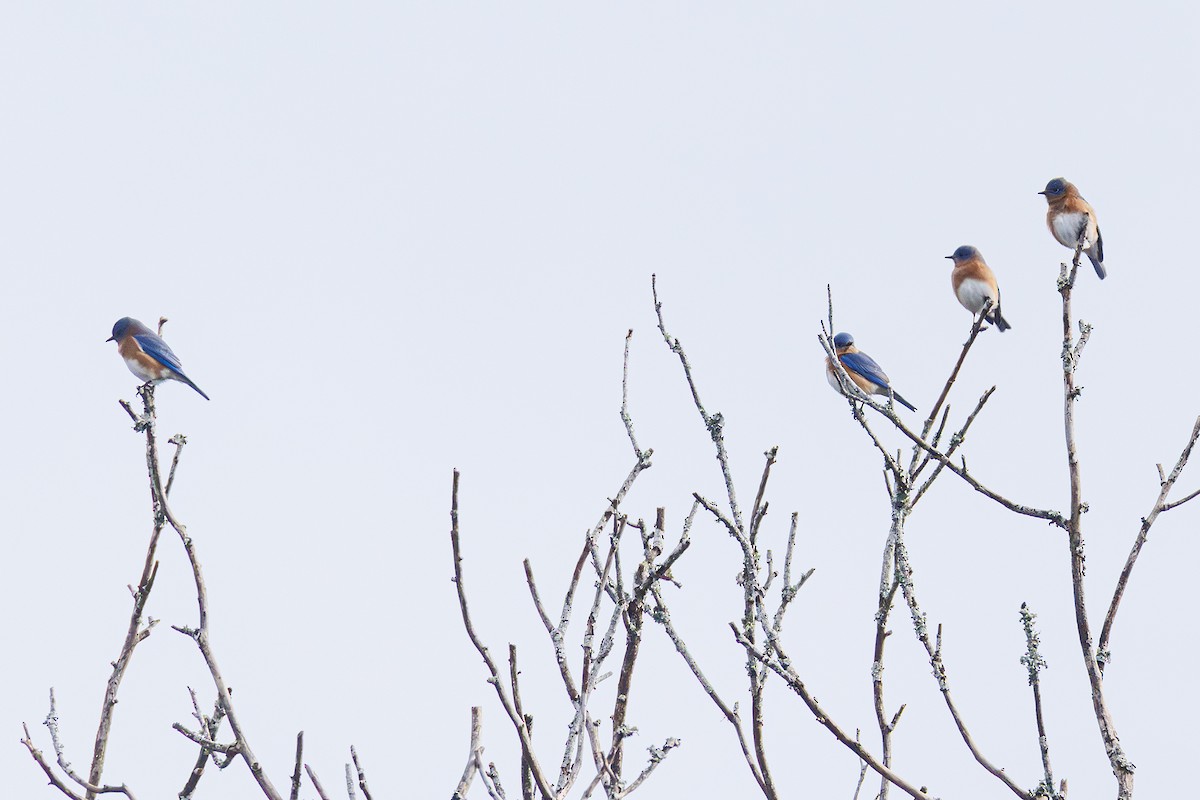 Восточная сиалия - ML646577492