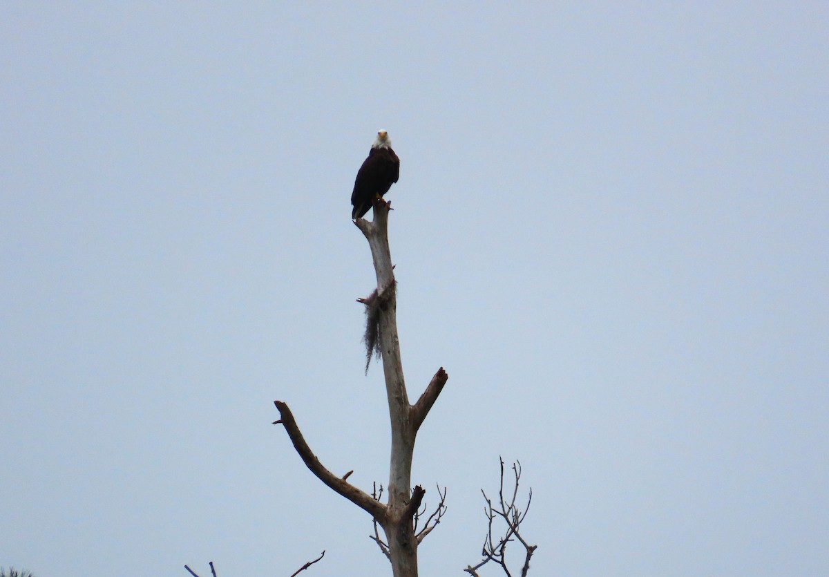 Pygargue à tête blanche - ML646577493