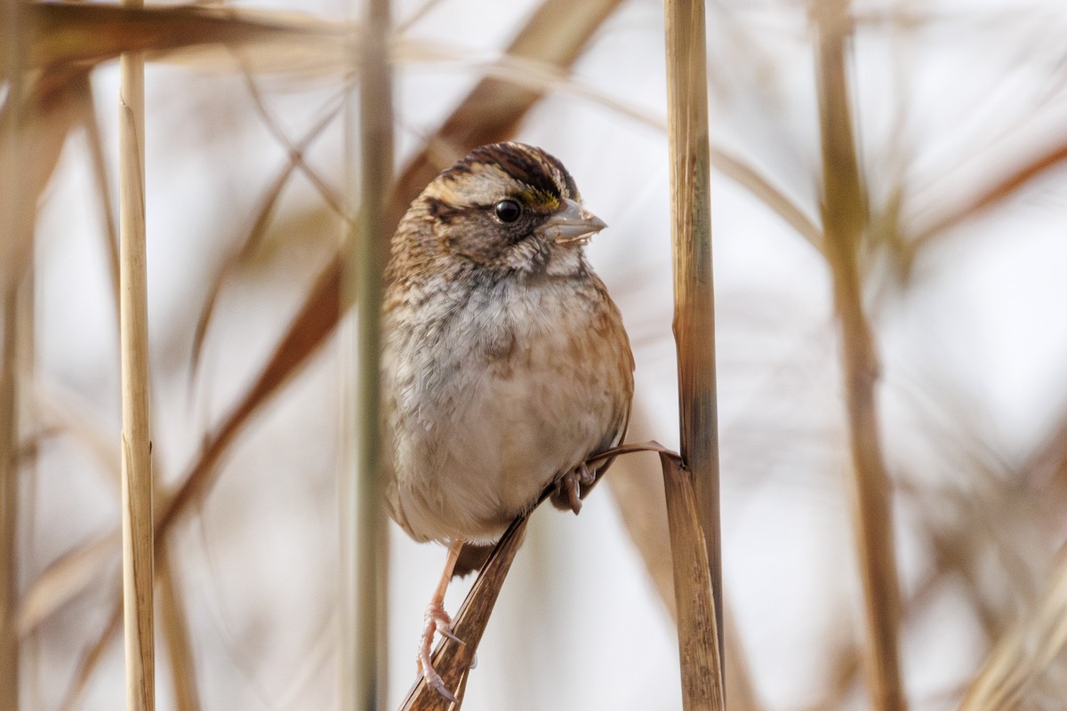 Певчая овсянка - ML646577495