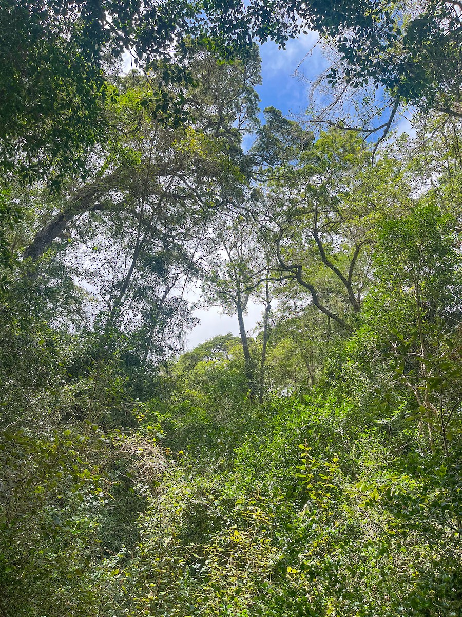 Knysna Woodpecker - ML646577496