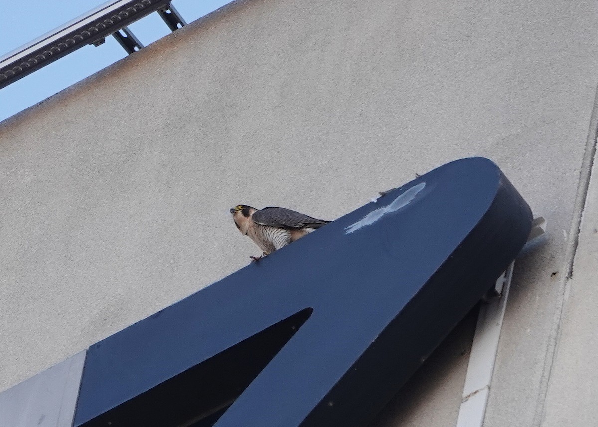 Peregrine Falcon - ML646577499