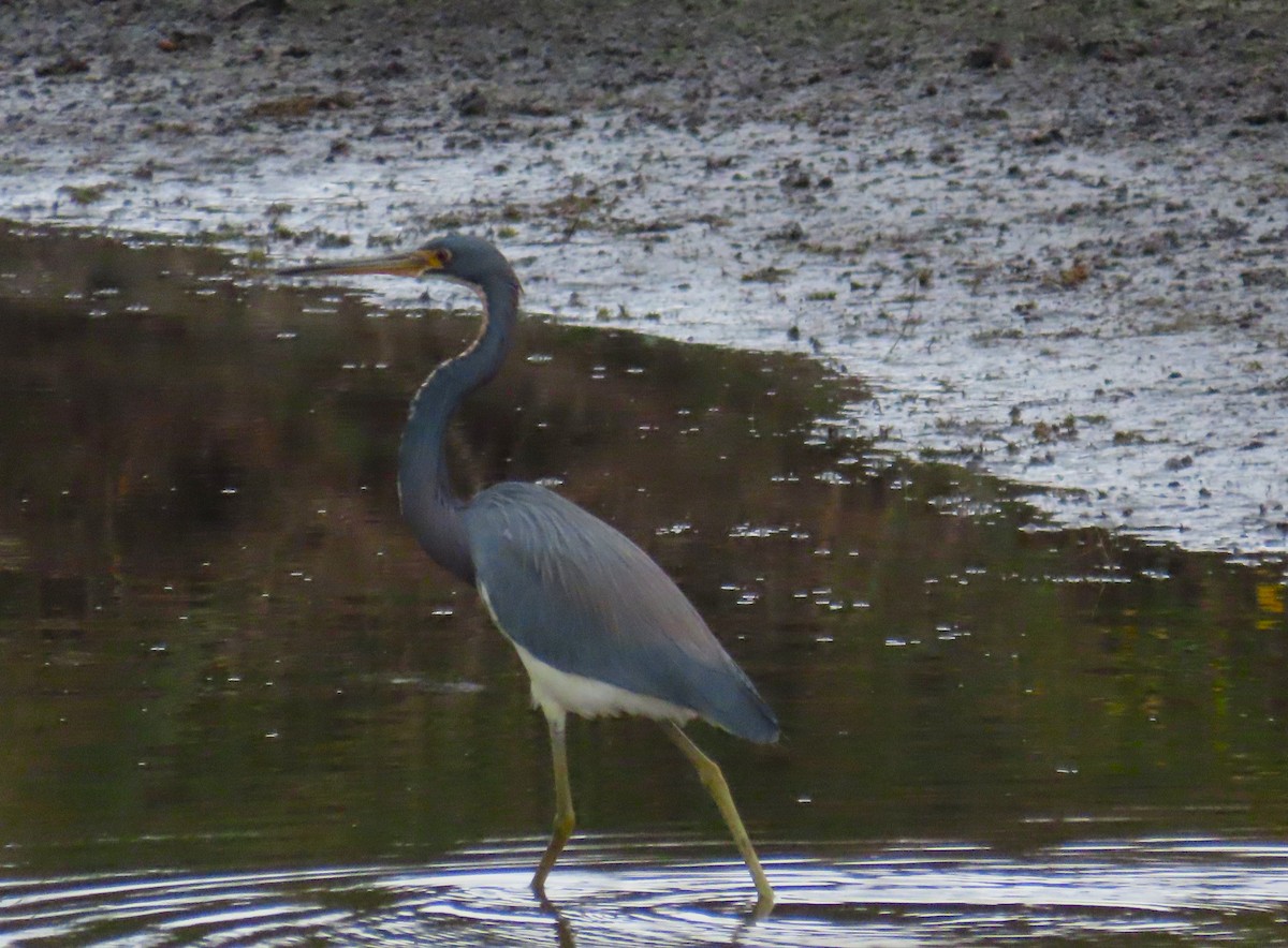 Tricolored Heron - ML646577501