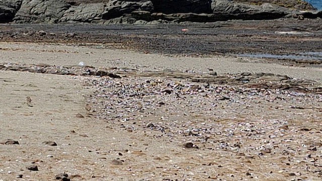 Correlimos Semipalmeado - ML646577502