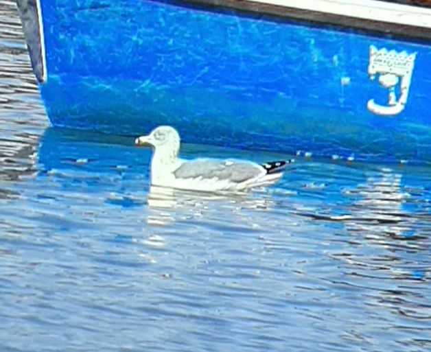 Yellow-legged Gull - ML646577505