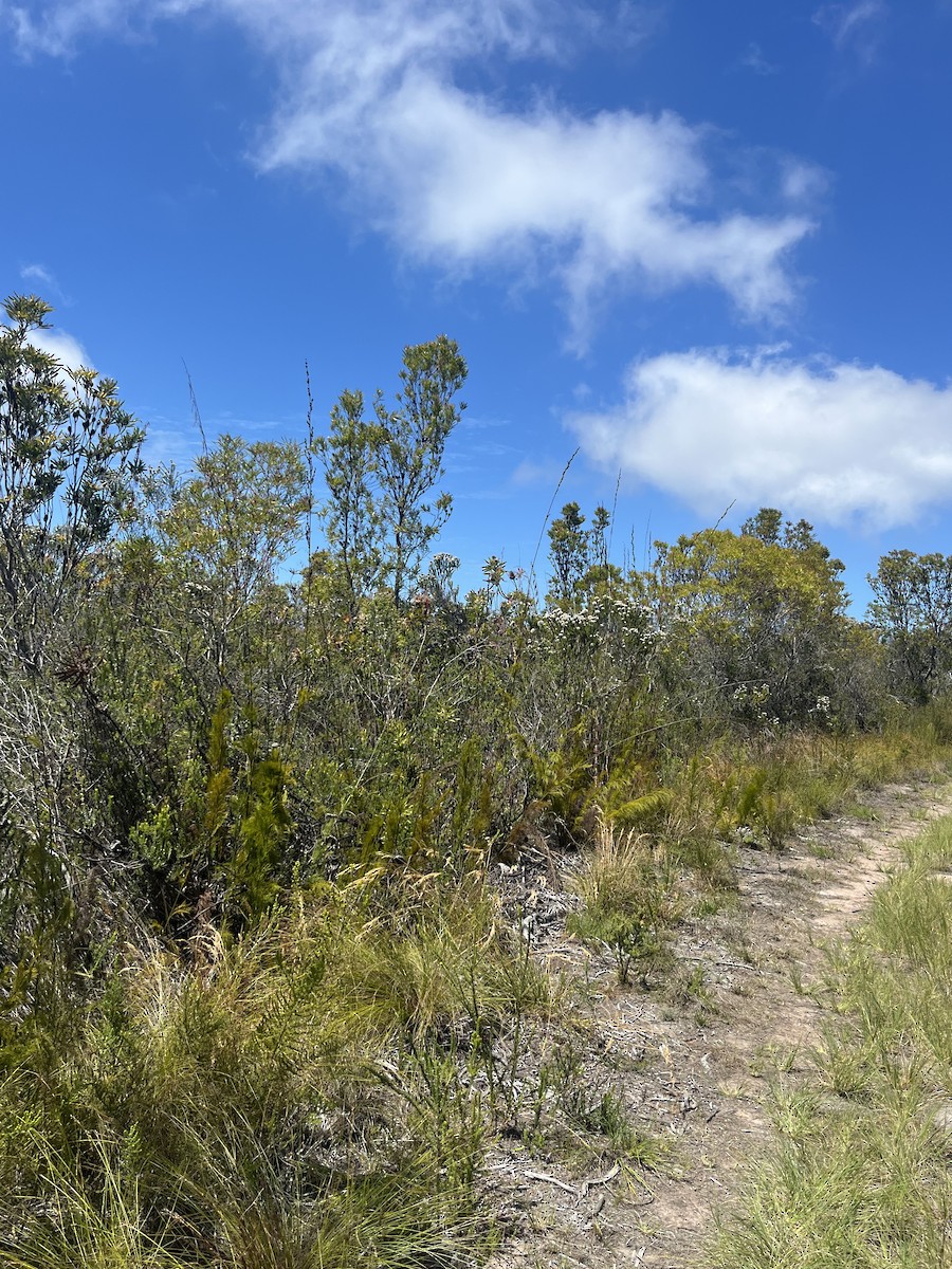 Victorin's Warbler - ML646577506