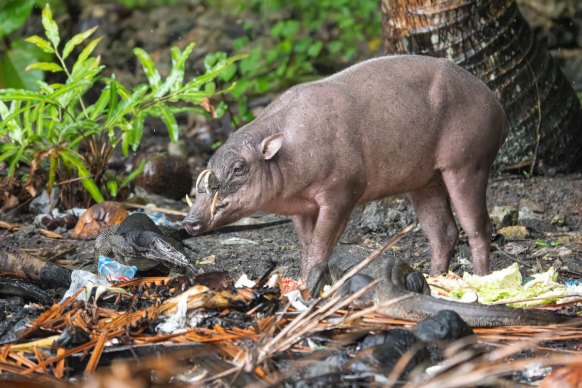Togian Babirusa - ML646577509