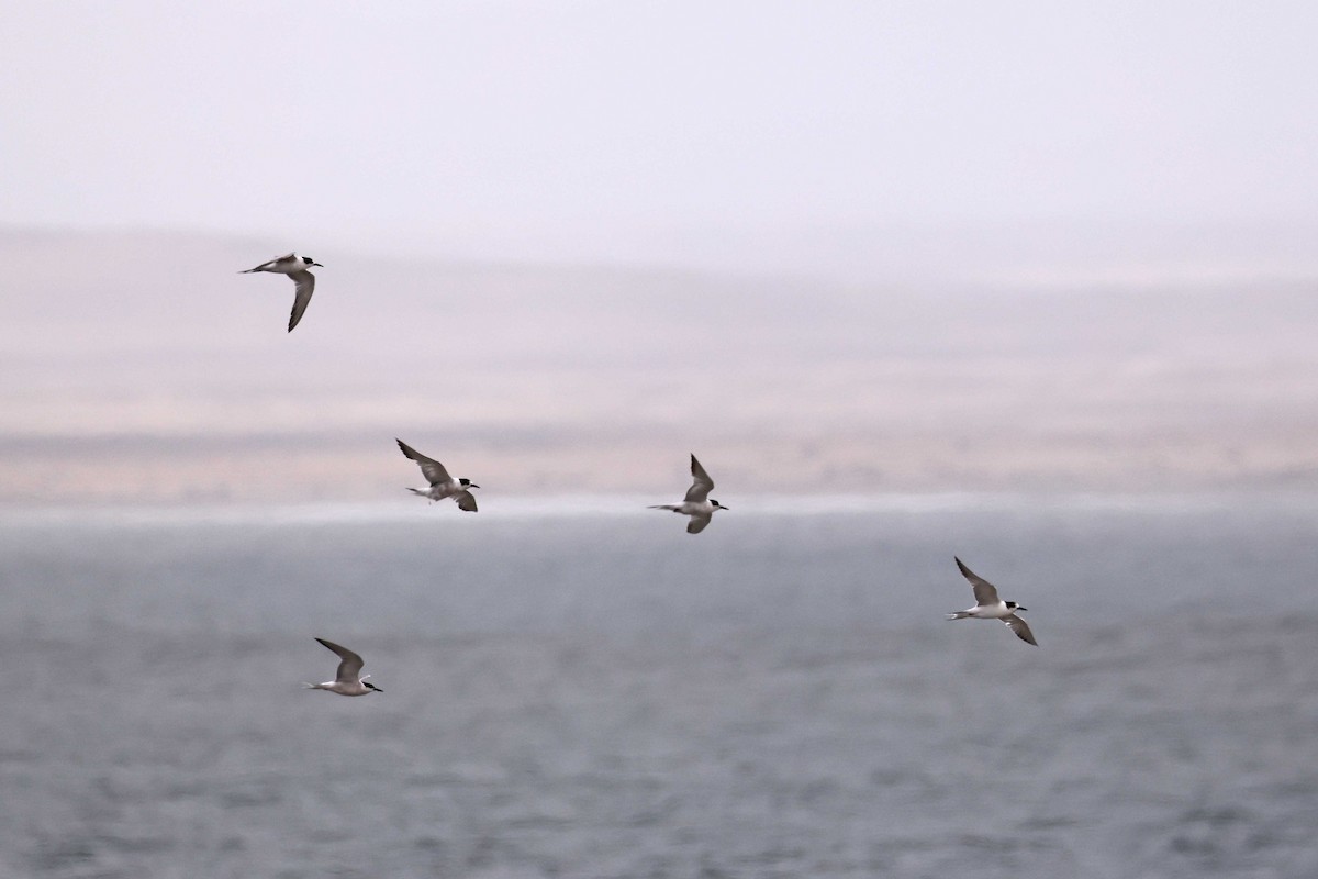 Common Tern - ML646577511