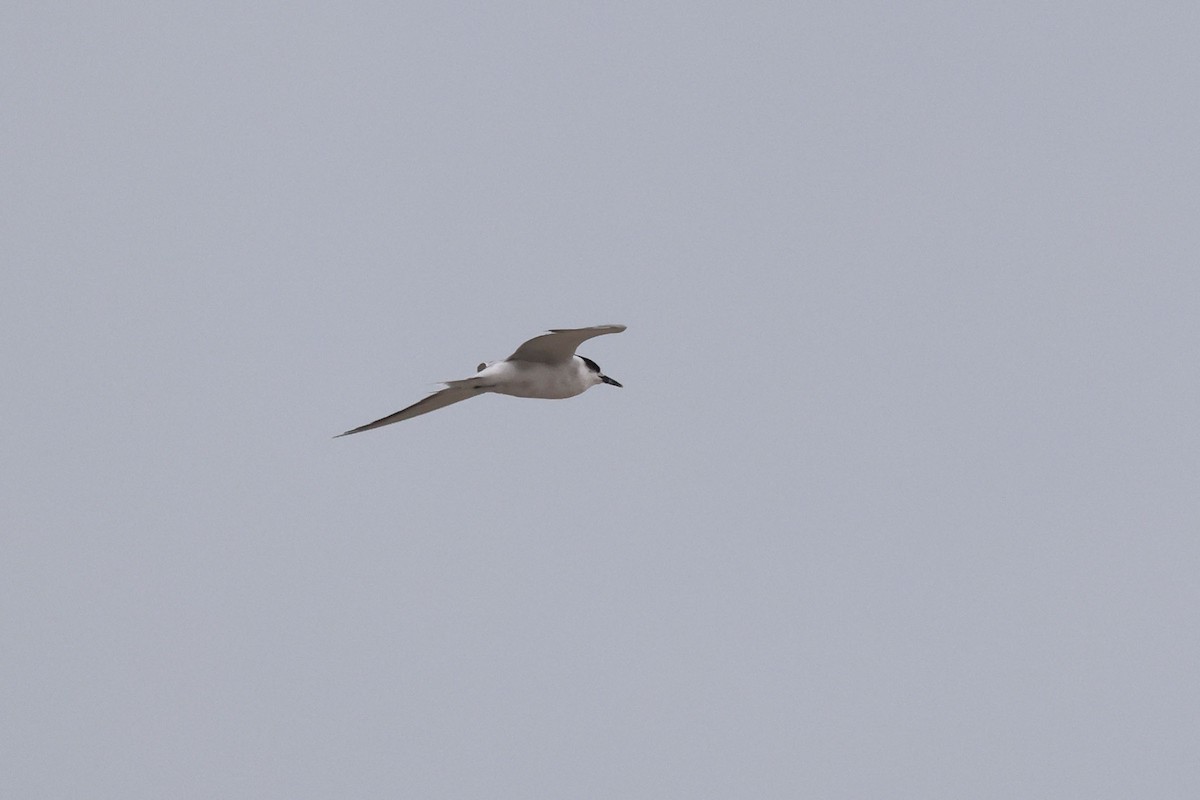 Common Tern - ML646577512
