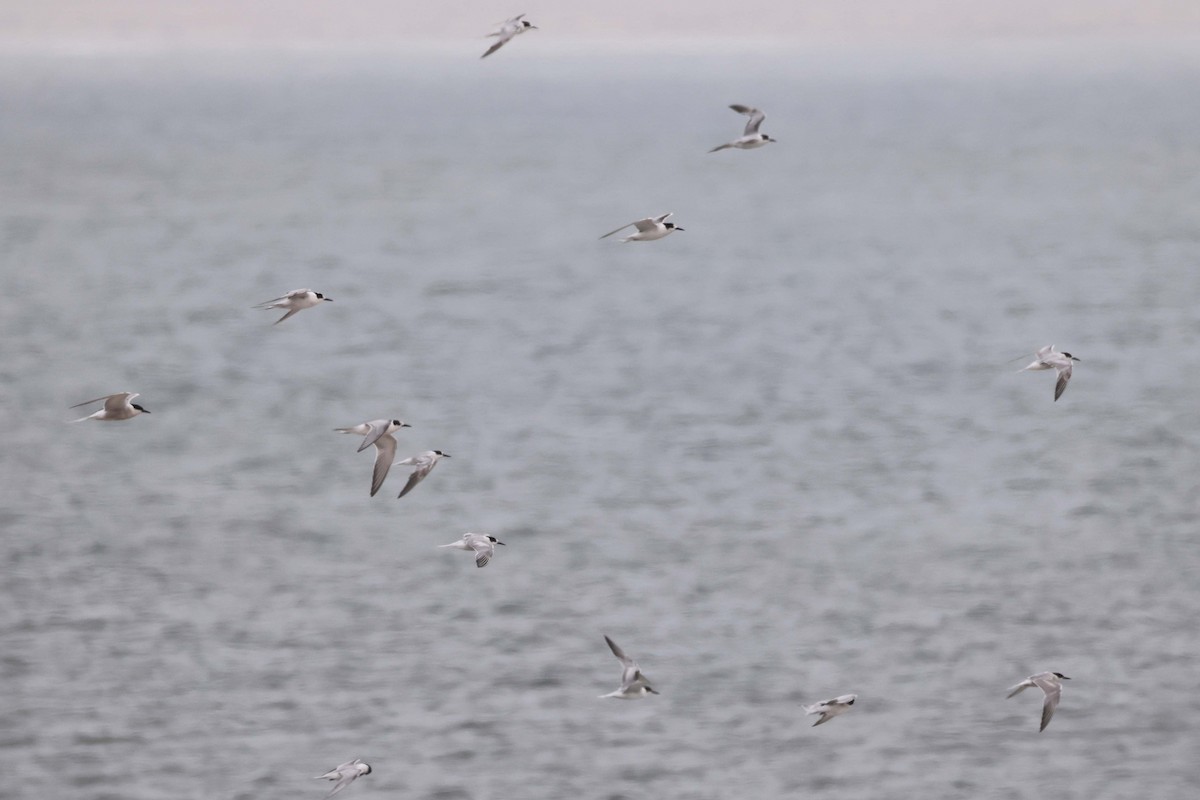 Common Tern - ML646577514