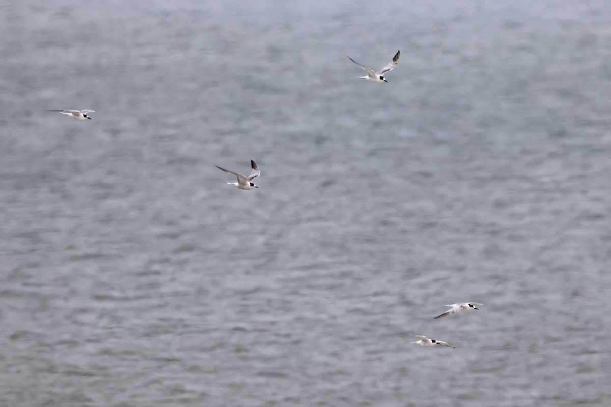 Common Tern - ML646577515