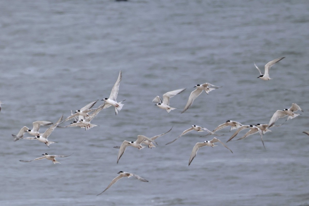 Common Tern - ML646577516