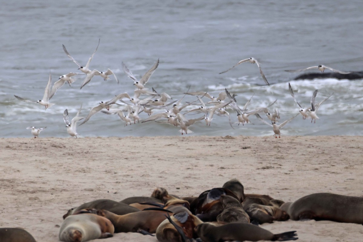 Common Tern - ML646577517