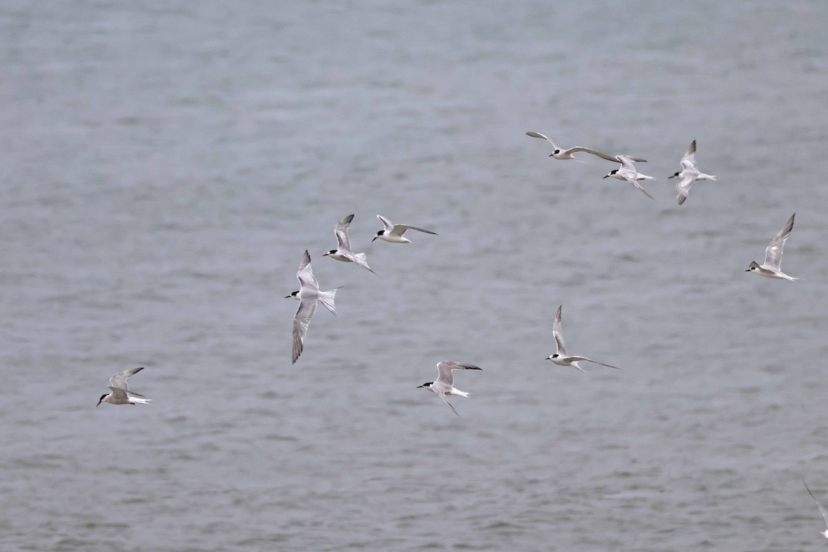 Common Tern - ML646577518