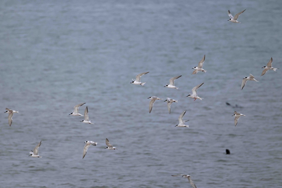 Common Tern - ML646577519