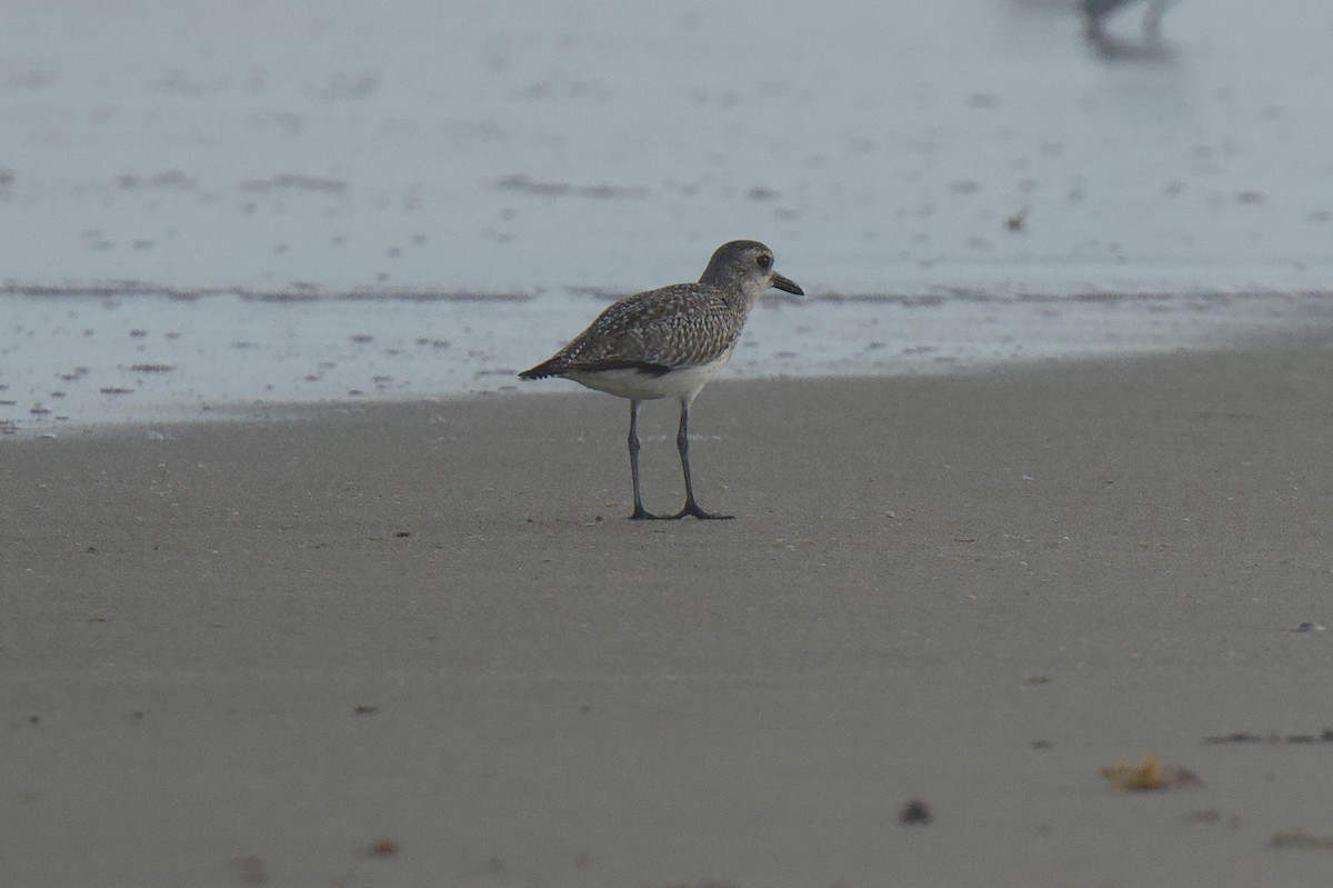 Black-bellied Plover - ML646577520